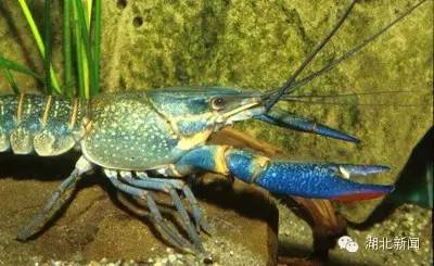 我的故乡潜江乡村,潜江虾红了一座城