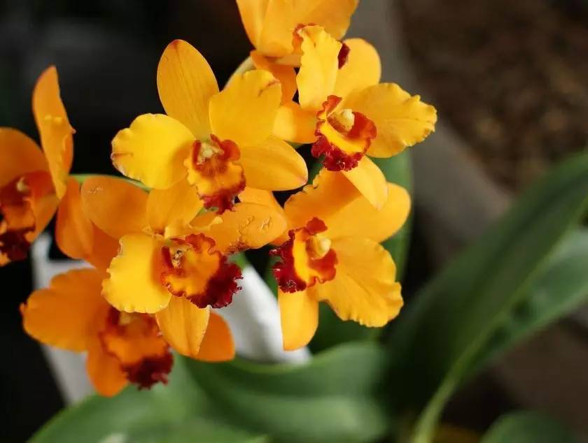 古文小品名篇,古文探奇