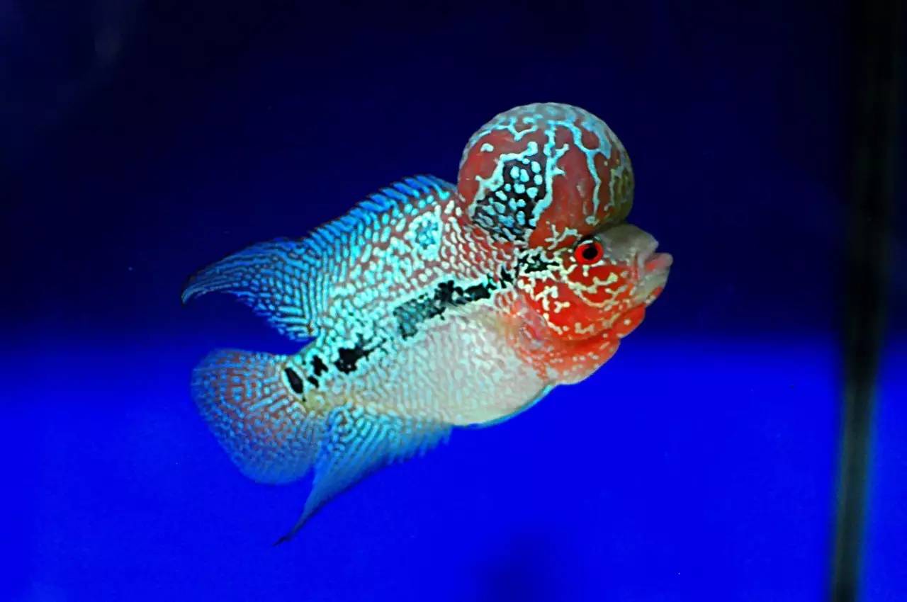 水质管理技巧视频,水质管理的基本方法