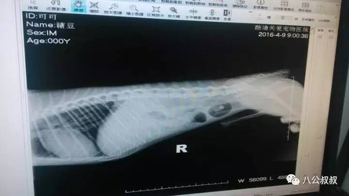 喜欢狗和爱狗区别,这就是喜欢和爱的区别完整版