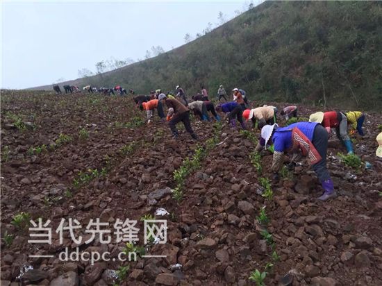 真武山上借“茶”脱贫