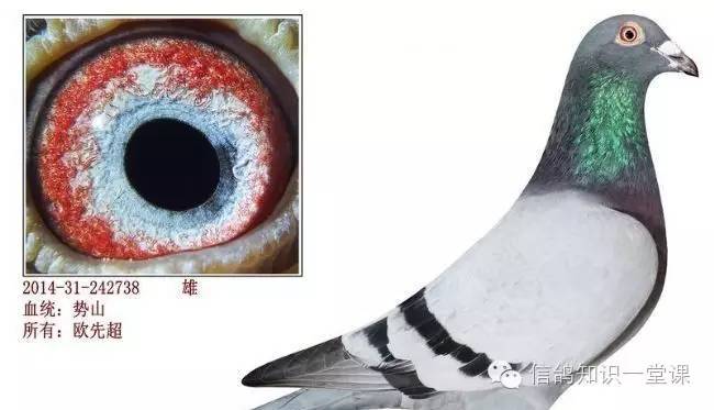 重庆赛鸽强豪欧先超