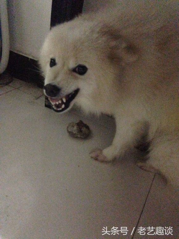 做好这六点远离疾病,泰迪狗狗护食的正确教育方法