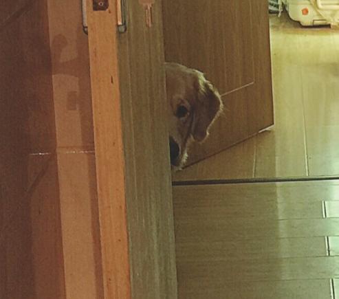 狗狗吃火锅,宠主给挑食柴犬吃零食