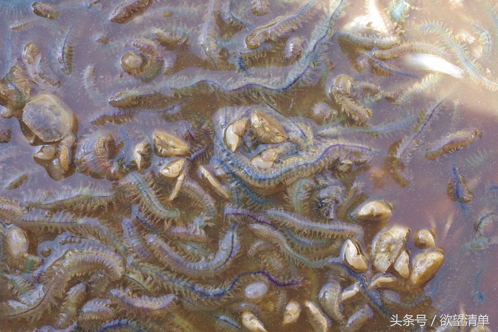 渔民在海中捞出来的奇葩东西,海里捕上来像鼻涕虫一样的东西