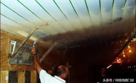 鸡舍氨气对鸡的危害,鸡舍里氨气太重会导致什么病