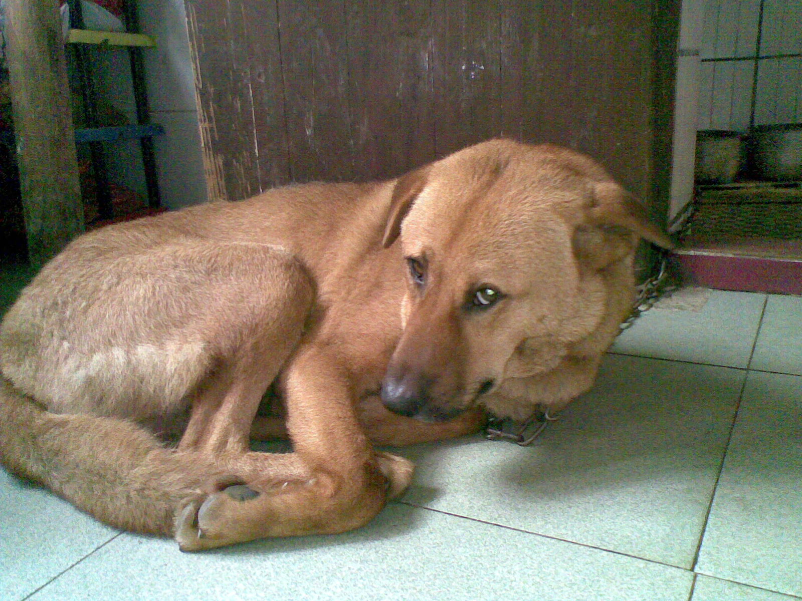 农村有什么稀奇古怪的东西,农村常见东西都有哪些