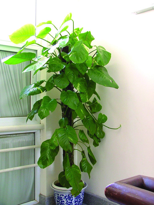 做简易绿萝柱,绿萝柱制作教程