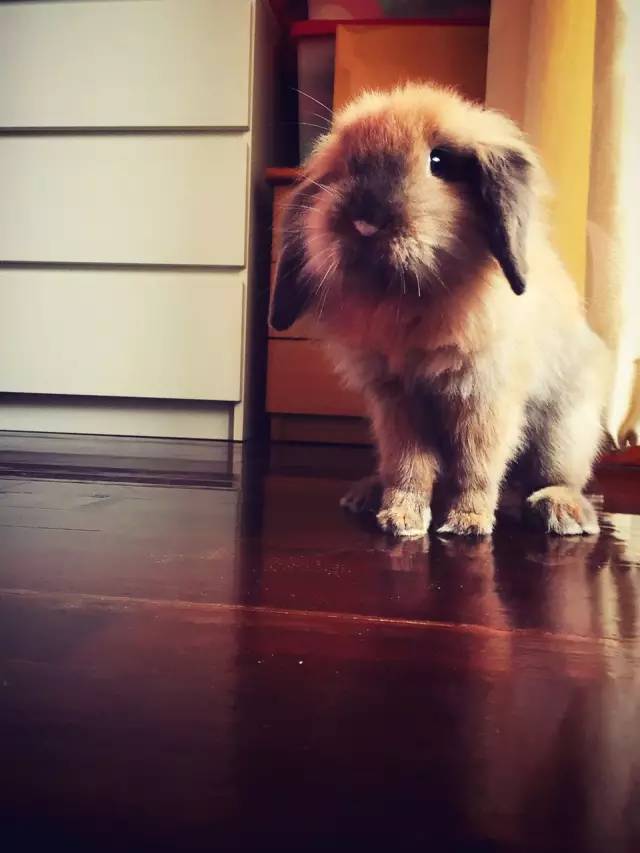 养宠物兔对人体有害吗,养宠物兔好玩吗