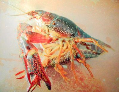 龙虾是怎么生卵的,有哪些女生喜欢吃龙虾