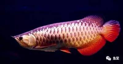 金龙鱼识图,金龙鱼怎样发色好看