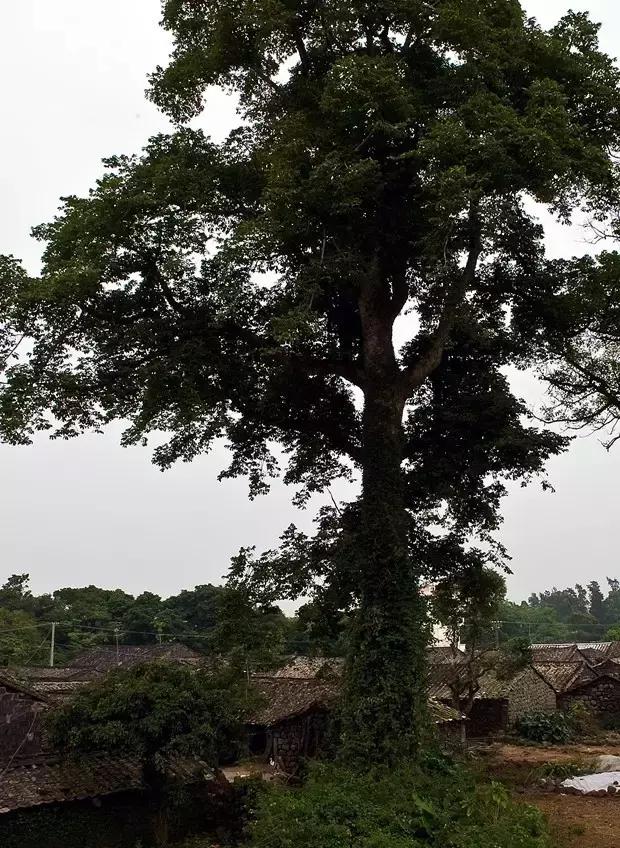 再不看就会消失的景点,海南三大古镇