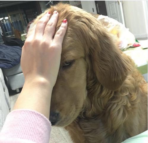 狗狗吃火锅,宠主给挑食柴犬吃零食