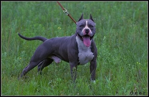 最忠诚的十大猛犬排行榜前十名,十大猛犬排行榜第一名是谁啊