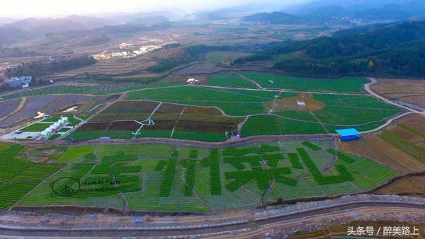 连州菜心拍卖最高价,至尊连州菜心什么价