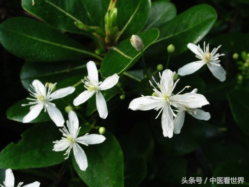 鲤鱼在美国泛滥纪录片,鲤鱼在美国泛滥成灾英语