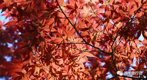 樱花旅行记全集视频,日本樱花7日游攻略大全