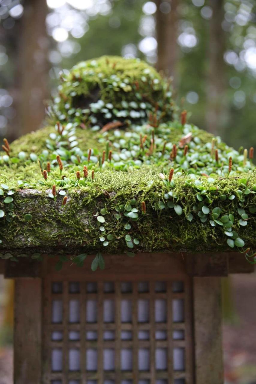 关西温泉六日游,大阪关西机场温泉