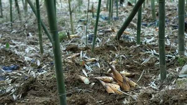 记忆中那片竹林,走进山林勾起的记忆