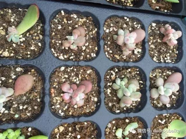 入肉坑,入坑一年半的新手养肉心得