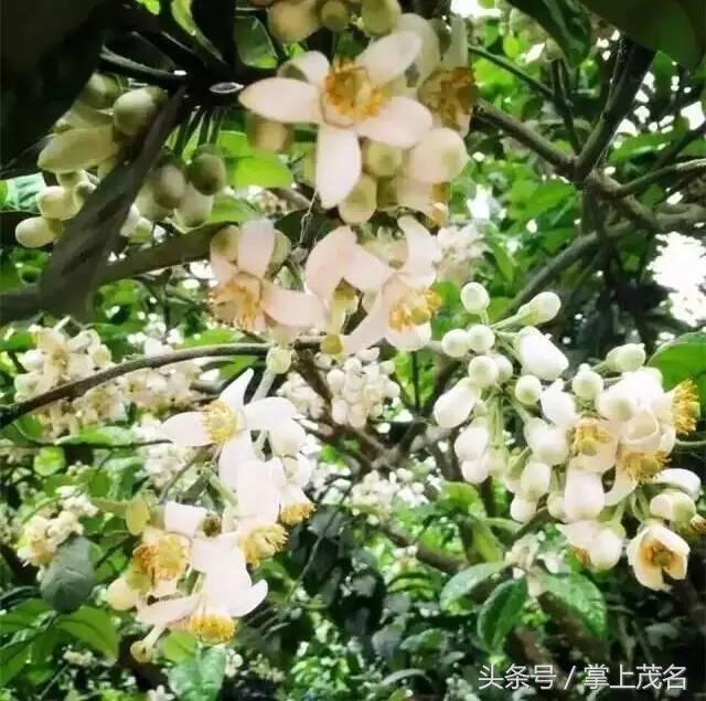 化州旅游必去的5个景点,化州有什么好玩的景点