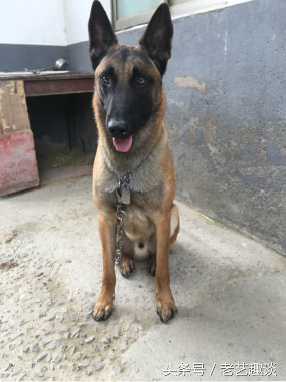 泰迪眼睛被咬处理方式是什么,泰迪被咬的位置毛变色了