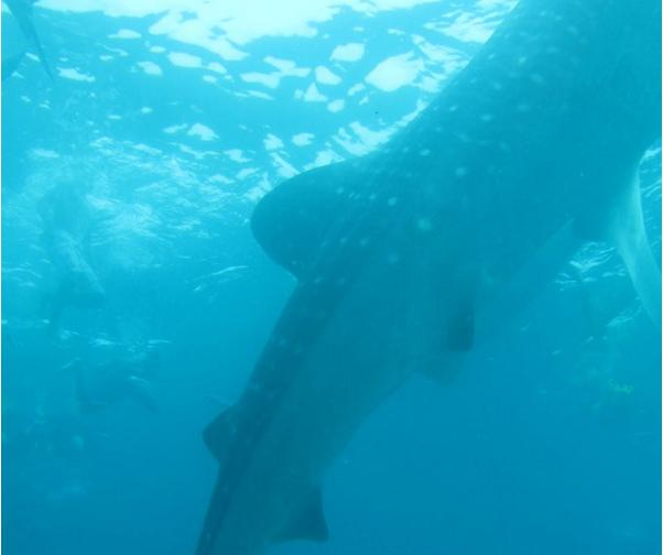 菲律宾宿务市自助旅游攻略地图,菲律宾宿雾旅游景点