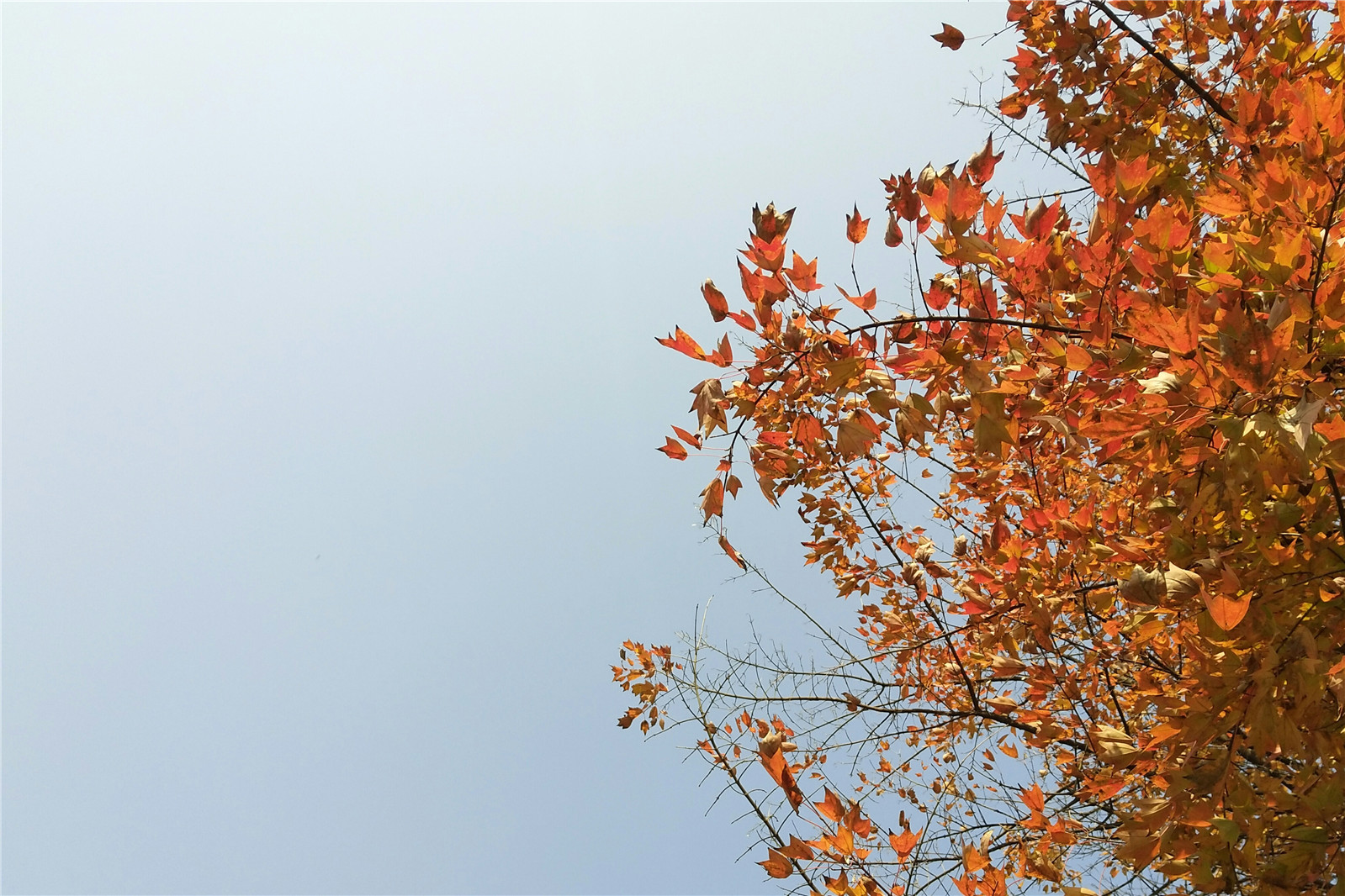 vivox9splus双摄,柔光双摄vivox9详细评测