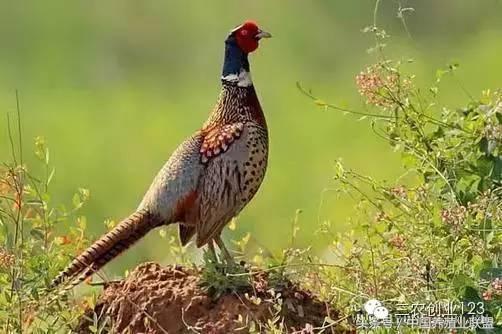 养殖类的小本创业哪些赚钱快,适合穷人的18个创业项目养殖