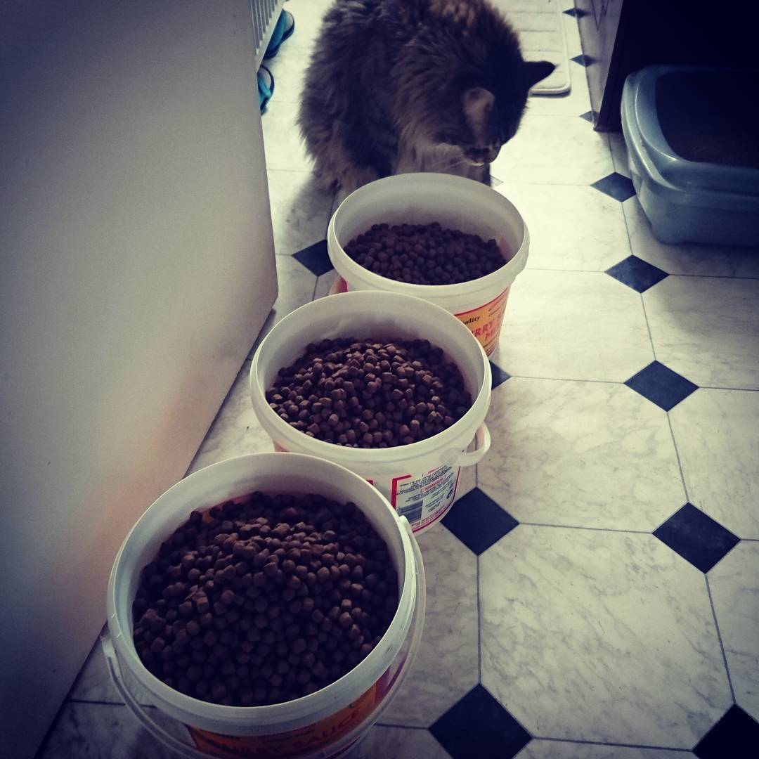 世界上最大的十种猫排名,打破吉尼斯纪录的猫