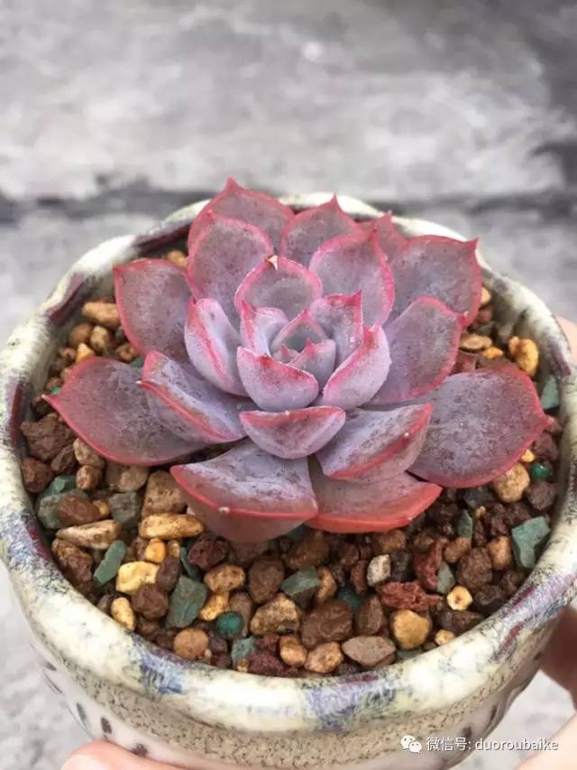 入肉坑,入坑一年半的新手养肉心得