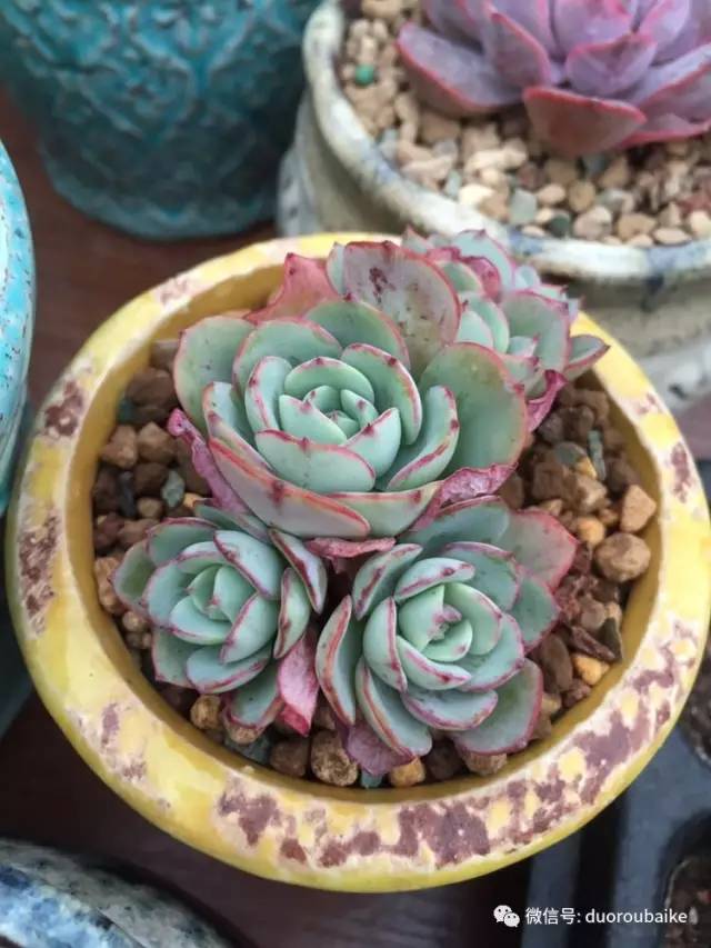 入肉坑,入坑一年半的新手养肉心得