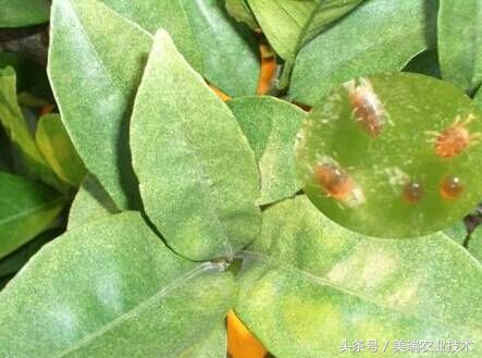 柑橘病虫害管理及营养管理ppt,柑橘花露白时应防治好哪些病虫害