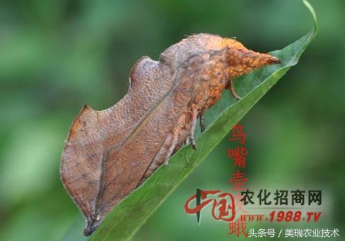 柑橘病虫害管理及营养管理ppt,柑橘花露白时应防治好哪些病虫害