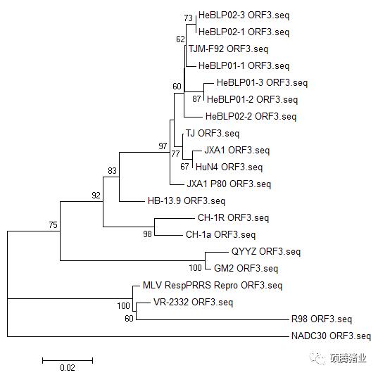 一个持续免疫“瑞兰安”生长猪临床效果追踪的意外发现