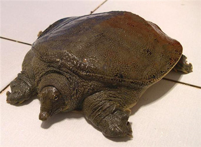 甲鱼炖独头蒜治疗肝硬化,甲鱼对肝硬化有帮助吗