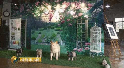 养猪致富2021,养猪致富猪大肠