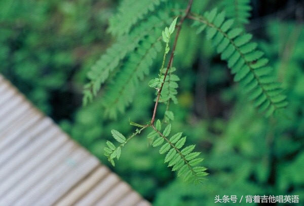 涨姿势啦,零基础英语口语陪练
