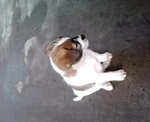 男子给小狗灌白酒,下一幕让人想说脏话!