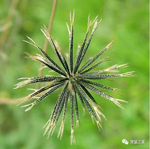 缇庨澶╀笅鍏荤敓澶у笀,缇庨澶╀笅棣欑尓