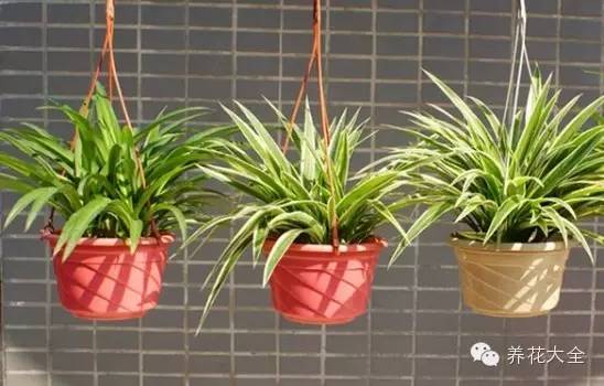 吊兰妙招,学会这四招轻松把花养得枝繁叶茂