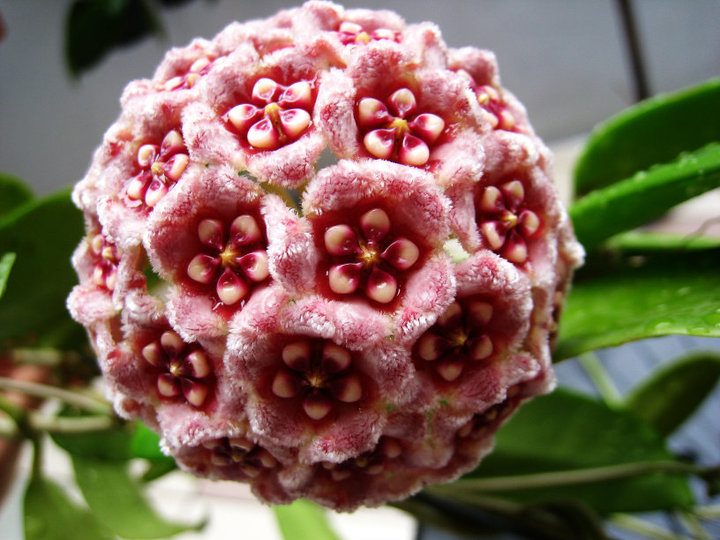 你知道为什么你养的多肉养不好吗,开花香又好养的球兰