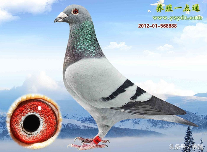 饲养鸽子的经验之谈,养鸽经