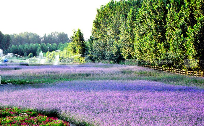 北京的薰衣草庄园门票,北京薰衣草庄园门头沟