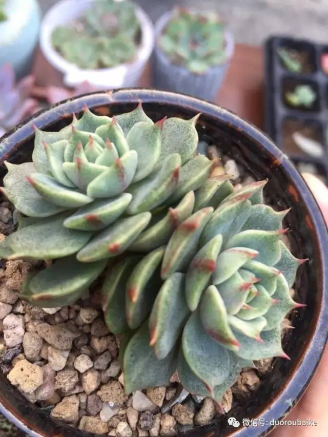 入肉坑,入坑一年半的新手养肉心得