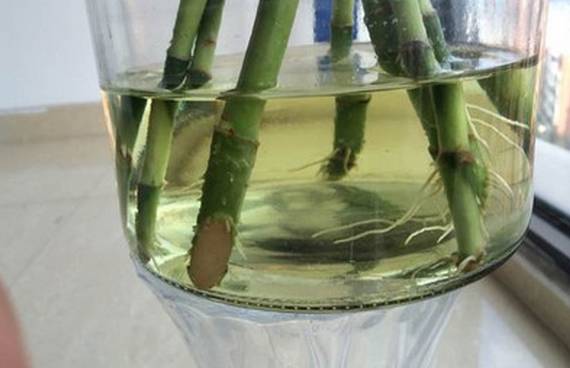 垃圾堆里捡回来的盆栽,如何利用身边的垃圾养植物