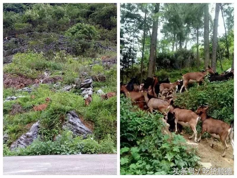 顺德有一家农庄,广东顺德生态农庄