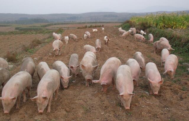 养猪和养羊哪个赚钱,养鸡和养猪哪个赚钱