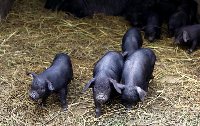 养猪和养羊哪个赚钱,养鸡和养猪哪个赚钱