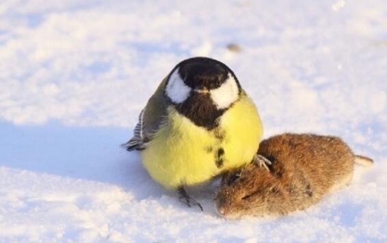 ssr茨木童子2023还有用吗,抽到茨木童子是会送葫芦吗